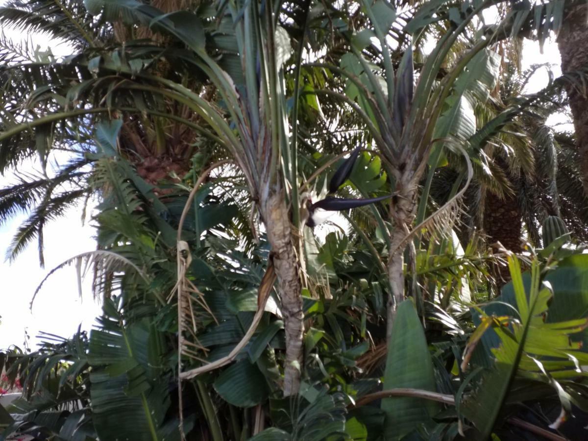 Palmeras Ingenio Extérieur photo